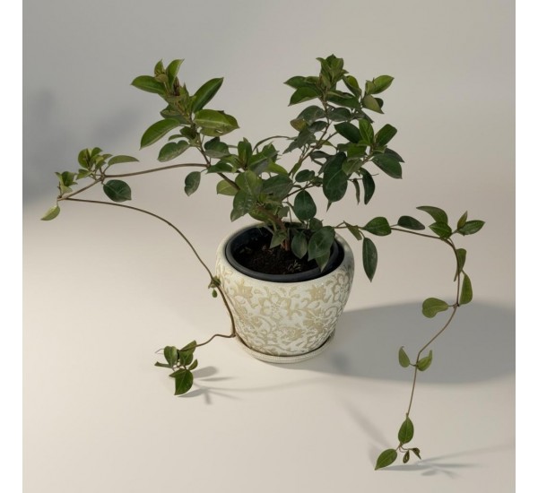 Özel Saksılı Mandevilla